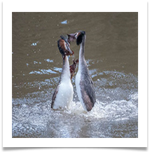 14 Dancing Grebes - Rob Shaw